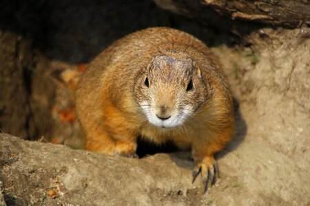 Rodent cute furry