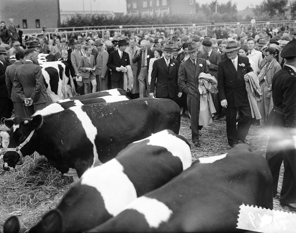 Jubileum 75 jaar keuring Fries Rundvee Stamboek, Leeuwarden, Bestanddeelnr 906-7112