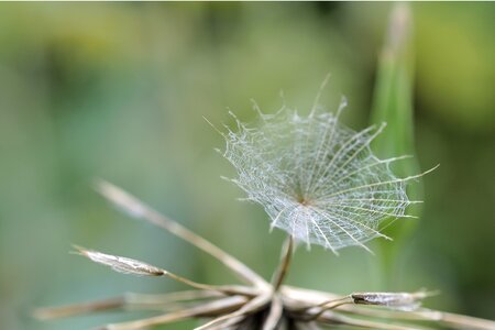 Anemochorie screen aviator seeds parachute