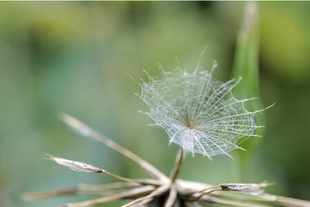 Anemochorie screen aviator seeds parachute photo