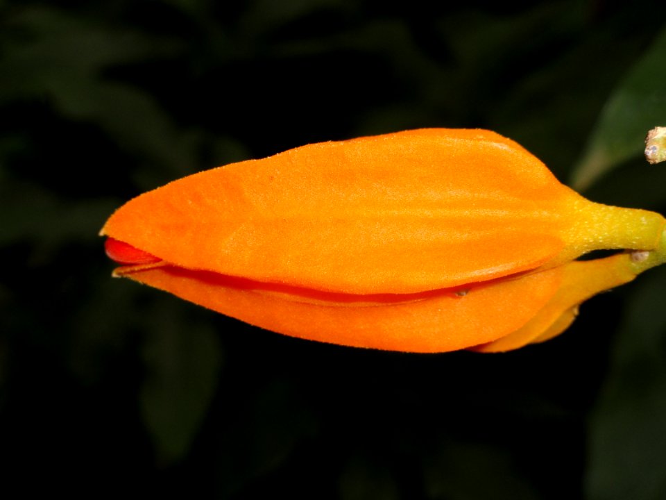 Juanulloa mexicana - Botanischer Garten Freiburg - DSC06309