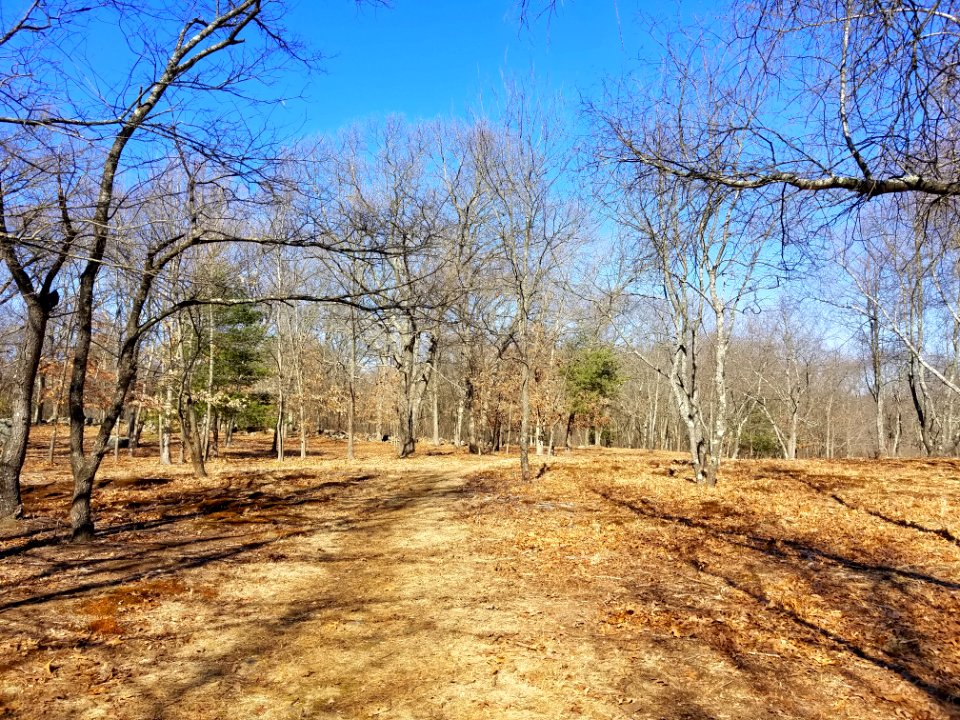 Joyce Miller's Meadow - Lexington, MA - 20200224 122730