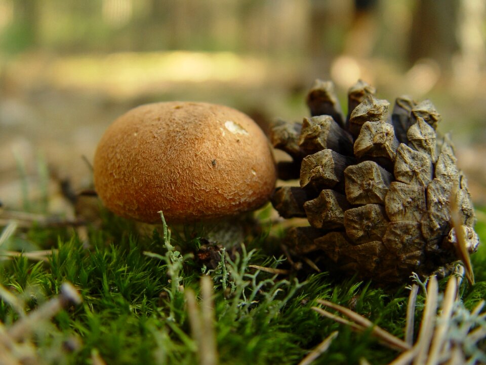 Pine cone nature forest photo