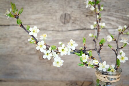 White flowers branches cherry blossom branches photo