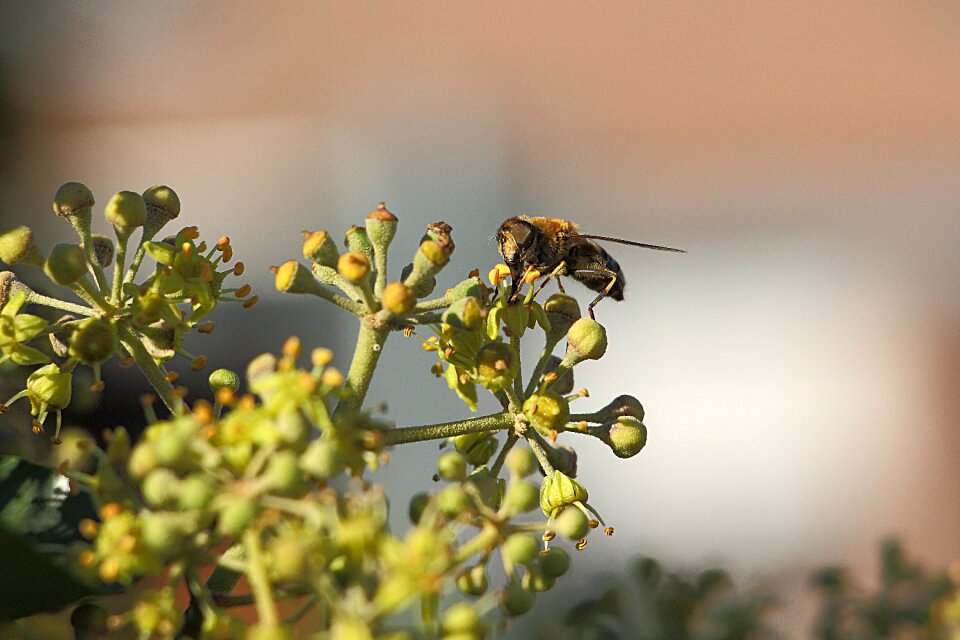 Nature animal field wasp