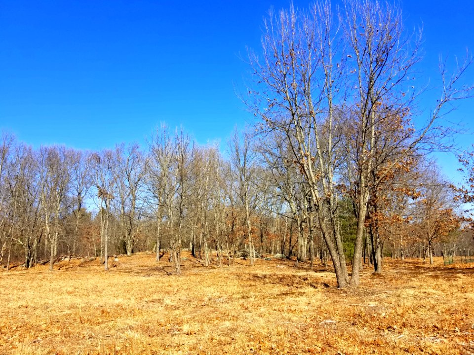Joyce Miller's Meadow - Lexington, MA - 20200224 122849