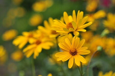 Yellow heliopsis helianthoides scabra