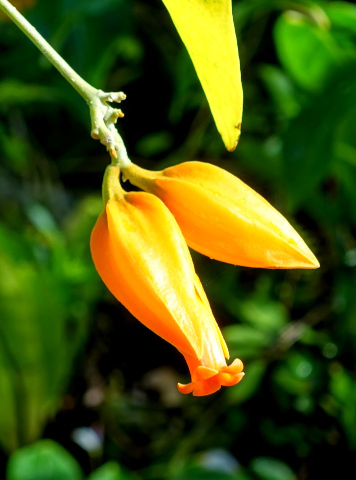 Juanulloa aurantiaca - Marie Selby Botanical Gardens - Sarasota, Florida - DSC00875