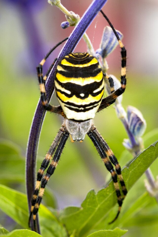 Animal world nature web