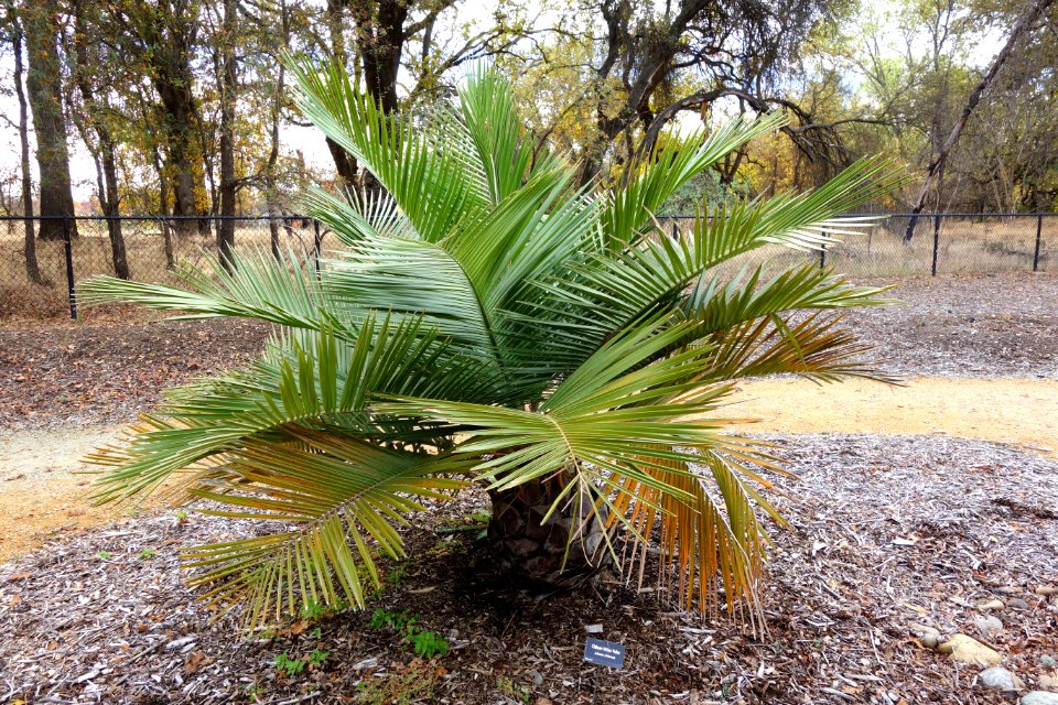 Jubaea chilensis - McConnell Arboretum & Botanical Gardens - DSC02959