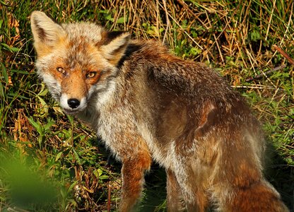 Fox wild mammal photo