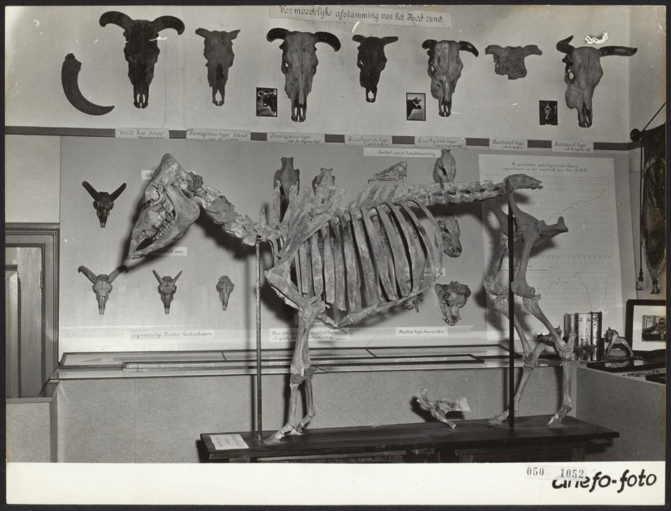 Jubilea, tentoonstellingen, dieren, Landbouw Hogeschool, Bestanddeelnr 050-1052