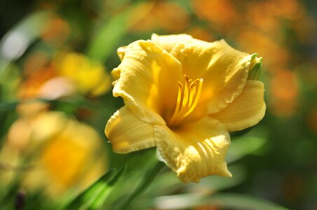 Yellow hemerocallis hybrid photo