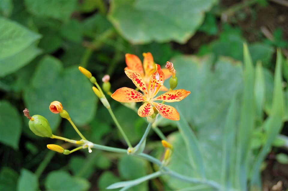 Medicinal herbs inflorescence orange