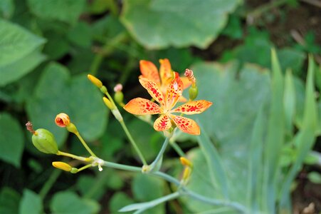 Medicinal herbs inflorescence orange photo