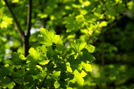 Nature foliage forests photo