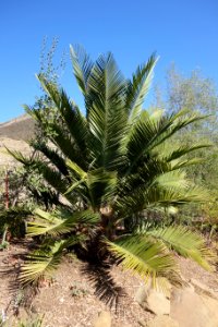 Jubaea chilensis - Leaning Pine Arboretum - DSC05602