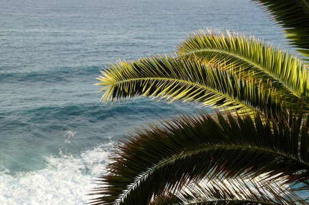 Palm plant palm tree photo