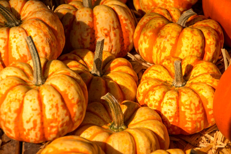 Orange harvest festival farmer's market