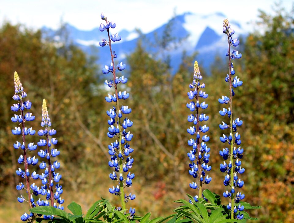 Alaska outdoors juneau