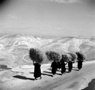 Jordaanse vrouwen dragen brandhout op het hoofd op een weg buiten Bethlehem, Bestanddeelnr 255-5463