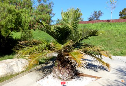 Jubaea chilensis - Jardín Botánico de Barcelona - Barcelona, Spain - DSC09282