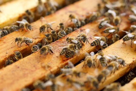 Honey bees honey hive photo