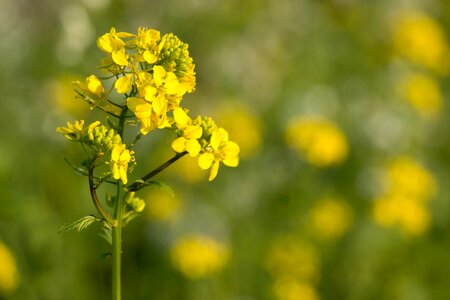 Bloom plant field photo