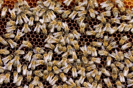 Beehive nature honey