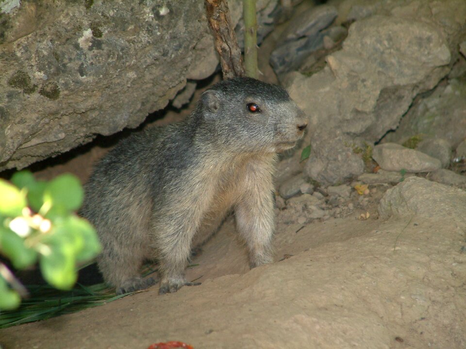 Wildlife animals alps