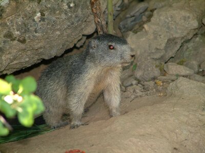 Wildlife animals alps
