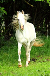 Mane thoroughbred arabian nature