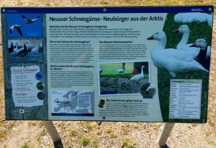 Jroene meerke neuss 3