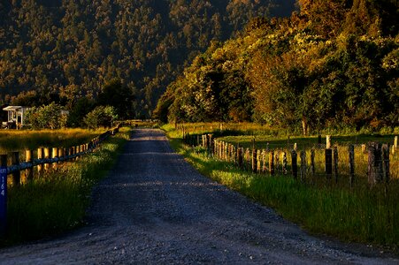 Scenic trees narrow