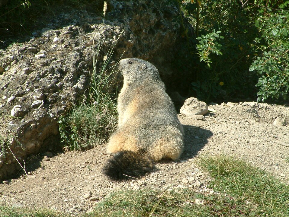 Wildlife animals alps