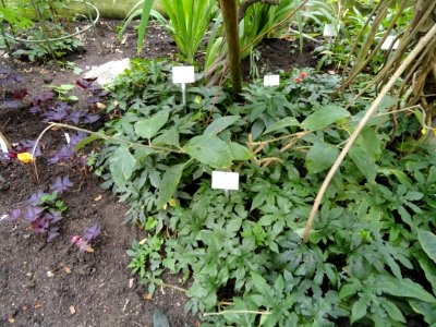 Juanulloa mexicana - Botanischer Garten Freiburg - DSC06308