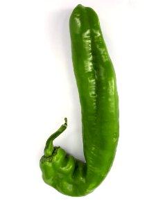 J-shaped capsicum 2017 A1