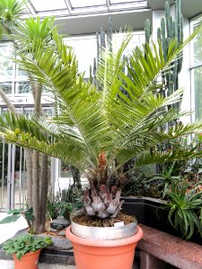 Jubaea chilensis - Palmengarten Frankfurt - DSC01657