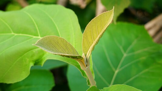 Green leaf green leaves environment photo