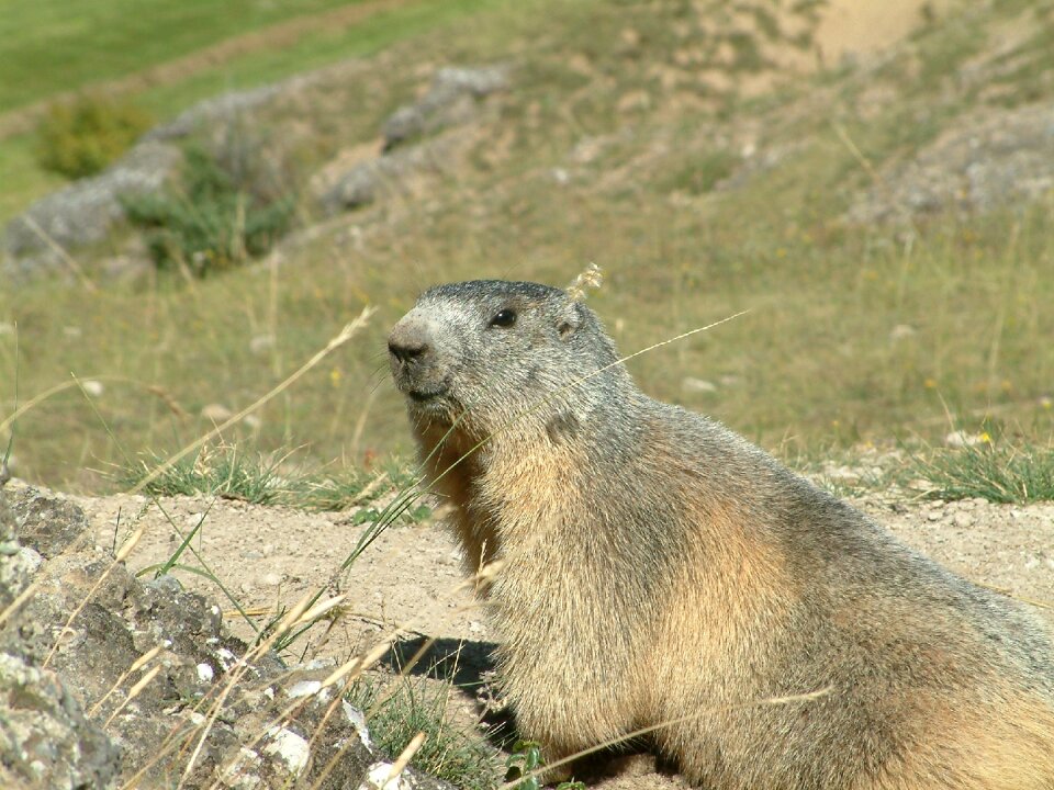 Wildlife animals alps