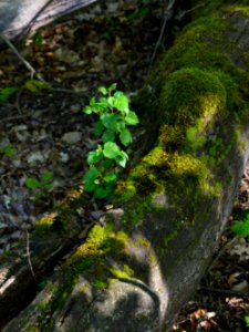 Junge Birke aus alter Eiche