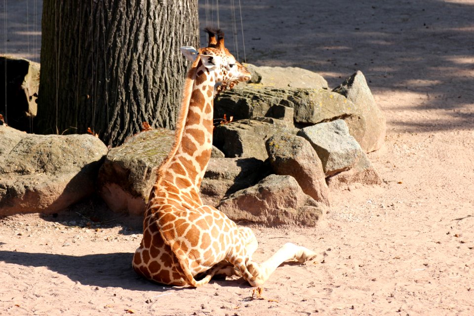 Junge Uganda-Giraffe (Giraffa camelopardalis rothschildi), Zoo Hannover