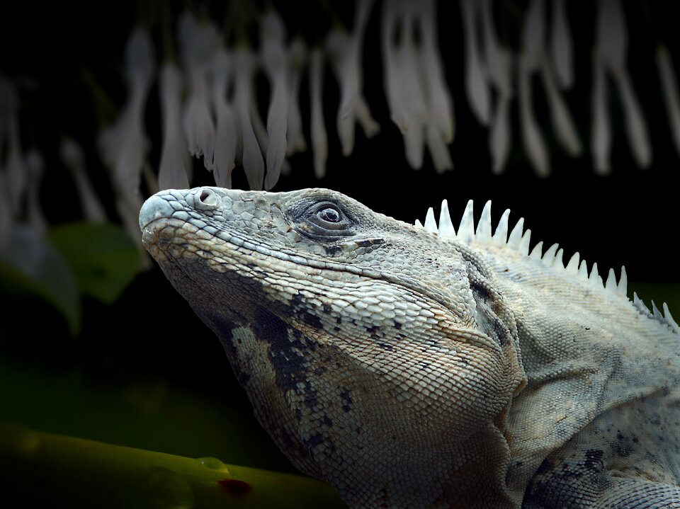 Dragon monitor scaly