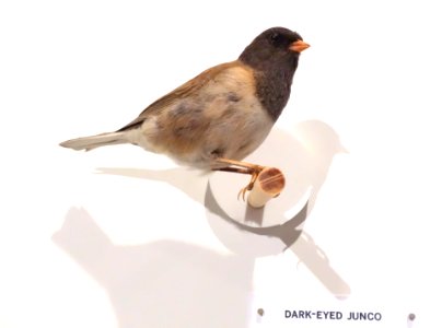 Junco hyemalis (Dark-eyed junco) - Oakland Museum of California - DSC05332