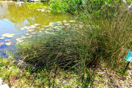 Juncus roemerianus - Marie Selby Botanical Gardens - Sarasota, Florida - DSC01608