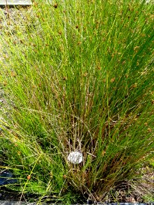 Juncus effusus - Botanical Garden, University of Frankfurt - DSC02741