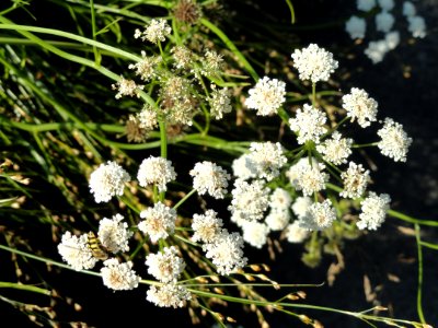 Juncus gerardii - Botanischer Garten, Frankfurt am Main - DSC03232