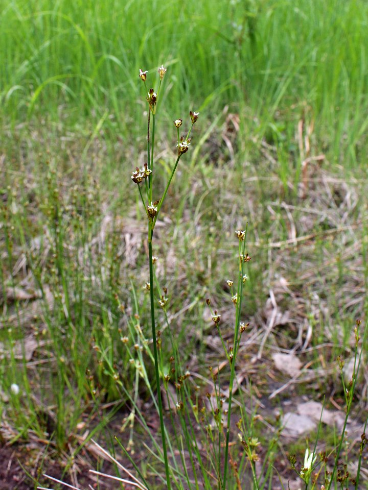 Juncus alpinoarticulatus ssp. rariflorus Kiiminki, Finland 25.06.2013