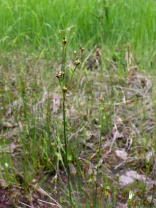 Juncus alpinoarticulatus ssp. rariflorus Kiiminki, Finland 25.06.2013