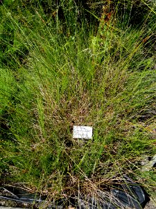 Juncus conglomeratus - Botanical Garden, University of Frankfurt - DSC02719